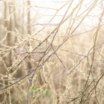 Winterkamperen Drenthe