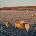 Schaapjes Drenthe, winter 2022