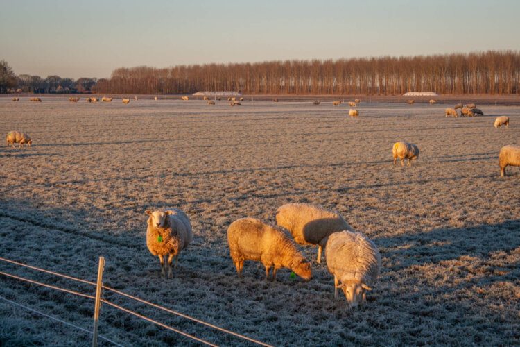 Schaapjes Drenthe, winter 2022