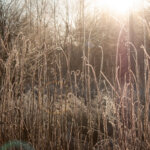 Natuurfoto winterkamperen Drenthe