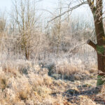 winter Drenthe natuur