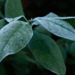bevroren laurierblaadjes winter Drenthe