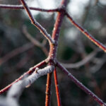 winterkamperen Drenthe
