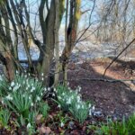 sneeuwklokjes Drenthe
